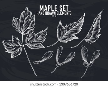 Vector collection of hand drawn chalk maple