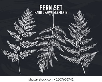 Vector collection of hand drawn chalk fern