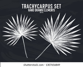 Vector collection of hand drawn chalk trachycarpus