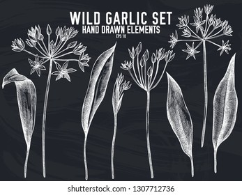 Vector collection of hand drawn chalk wild garlic