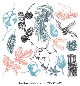 Vector collection of hand drawn christmas decor elements. Vintage winter plants sketch: conifers, holly berries, mistletoe, cones, cotton, mountain ash. Outlines set. 
