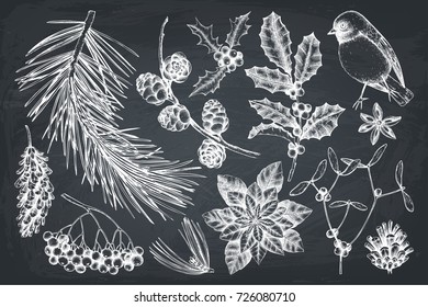 Vector collection of hand drawn christmas decor elements with bird. Vintage winter plants sketch set. Conifers, berries, flowers, cones, seeds illustration. Outlines on chalkboard.