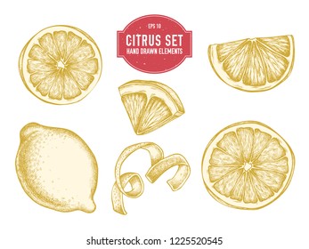 Vector collection of hand drawn citrus