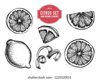 Vector collection of hand drawn citrus