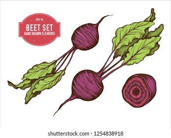 Vector collection of hand drawn colored  beet