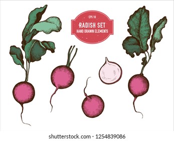 Vector collection of hand drawn colored  radish