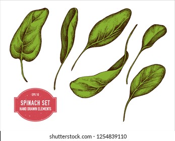 Vector collection of hand drawn colored  spinach
