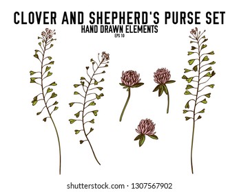 Vector collection of hand drawn colored  clover, shepherd's purse