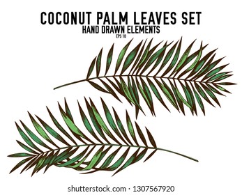 Vector collection of hand drawn colored  coconut palm leaves