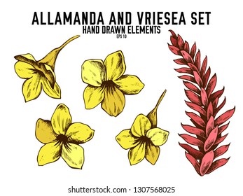 Vector collection of hand drawn colored  allamanda, vriesea