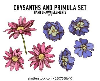 Vector collection of hand drawn colored  chrysanths, primula svg