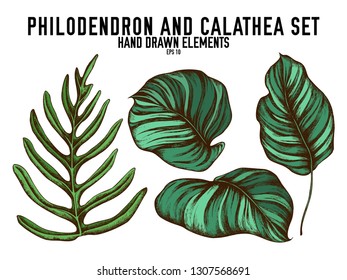 Vector collection of hand drawn colored  philodendron, calathea