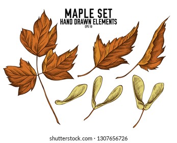 Vector collection of hand drawn colored  maple