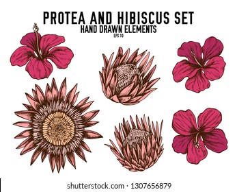 Vector collection of hand drawn colored  protea, hibiscus