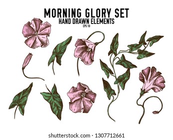 Vector collection of hand drawn colored  morning glory