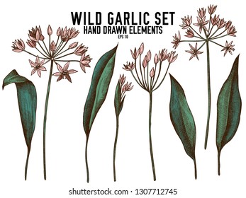 Vector collection of hand drawn colored  wild garlic