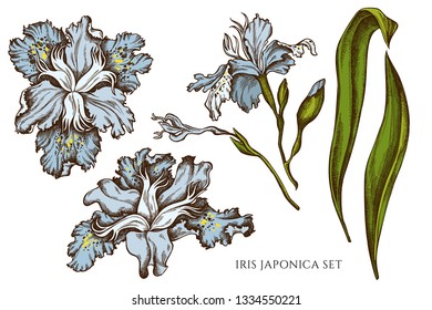 Vector collection of hand drawn colored  iris japonica