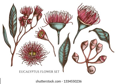 Vector collection of hand drawn colored  eucalyptus flower svg