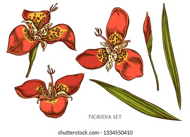Vector collection of hand drawn colored  tigridia