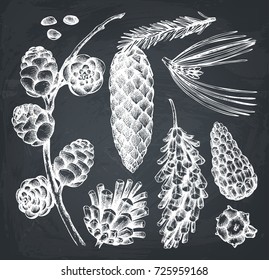 Vector collection of hand drawn cones illusrations. Vintage evergreen plants sketch set - fir, pine, spruce, larch, cedar, cypress. Christmas decoration elements. Conifers trees on chalkboard.
