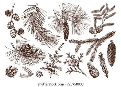 Vector collection of hand drawn conifers illustration. Vintage evergreen plants sketch set - fir, pine, spruce, larch, juniper, cedar, cypress. Christmas decoration elements.