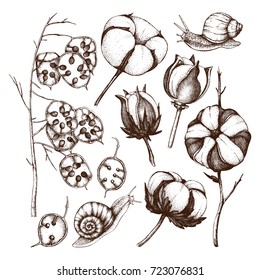 Vector collection of hand drawn cotton and honesty branches with snails. Vintage set of flower buds illustrations. Botanical sketch isolated on white background. 