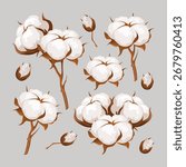 Vector collection with hand drawn dried cotton flowers isolated on light grey background. Hand-drawn cotton poster in natural minimalistic design.