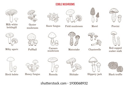 Vector collection of hand drawn edible mushrooms. Hand drawn botanical vector illustration