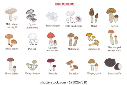 Vector collection of hand drawn edible mushrooms. Hand drawn botanical vector illustration