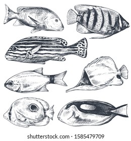 Vector collection of hand drawn exotic fishes in sketch style isolated on white. Monochrome graphic set