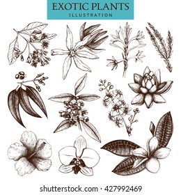 Vector collection of hand drawn Exotic plants sketch. Natural design elements. Tropical flowers, leaves and tree illustration isolated on white. 