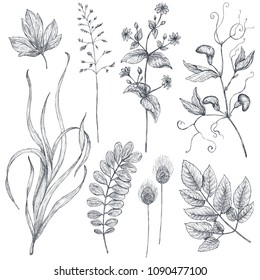 Vector collection of hand drawn flowers and herbs isolate on white background