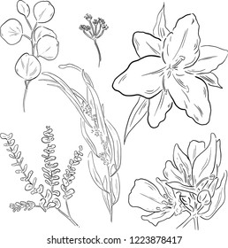 Vector collection of hand drawn flowers and plants. Monochrome vector illustrations in sketch style. Black and white doodle floral elements. 