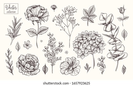 Vector collection of hand drawn flowers. Vintage Botanical Flowers. Hydrangea, rose, peony, eucalyptus and different leaves and flowers.