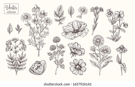 Vector collection of hand drawn flowers. Vintage Botanical Flowers. Peony, daisies, clover, violets, leaves and various herbs