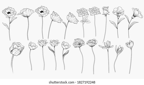 Vector collection of hand drawn flowers and herbs isolate on white background