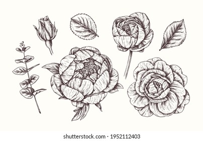 Vector collection of hand drawn flowers. Vintage Botanical Flowers. Peony, rose, bud, eucalyptus, leaves. Highly detailed plant collection for wedding invitations, prints, greeting cards, birthday