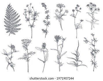 Vector collection of hand drawn flowers and herbs isolate on white background