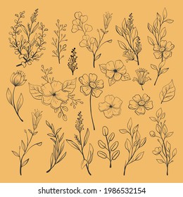Vector collection of hand drawn flowers and herbs isolate on white background