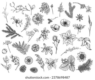 Colección vectorial de flores dibujadas a mano, plantas, ramas de abeto y pino y conos de pino en forma de sketch en blanco y negro