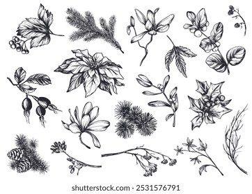 Vector collection of hand drawn flowers, plants, branches and pine cones in black and white vintage style