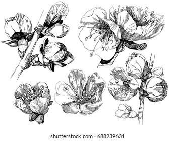 Vector Collection of Hand Drawn Flowers