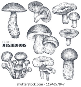 Vector collection of hand drawn forest mushrooms. Isolated sketch objects, food drawing. Porcini, boletus, honey agaric, chanterelle, russula. Vegetarian product for menu, market, packaging.