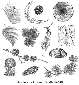 Vector collection of hand drawn forest plants, fly agaric, cobweb on white background. Set of monochrome illustrations in sketch style.