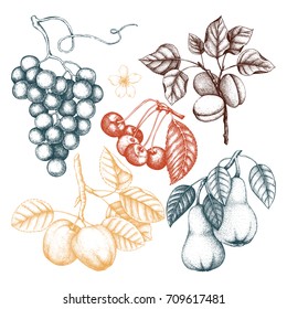 Vector collection of hand drawn fruits and berries sketch. Vintage harvest illustration set. Autumn design.