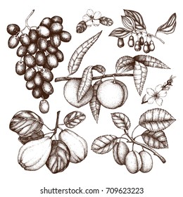 Vector collection of hand drawn fruits and berries sketch. Vintage harvest illustration set. Autumn design.