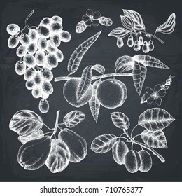 Vector collection of hand drawn fruits and berries sketch. Vintage harvest illustration set. Autumn design on chalkboard