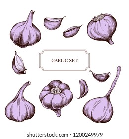 Colección vectorial de ajo extraído a mano muy detallada