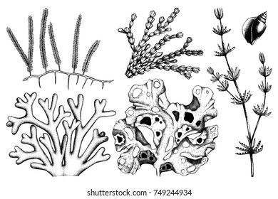 Vector Collection Hand Drawn Green Seaweed Stock Vector (Royalty Free ...