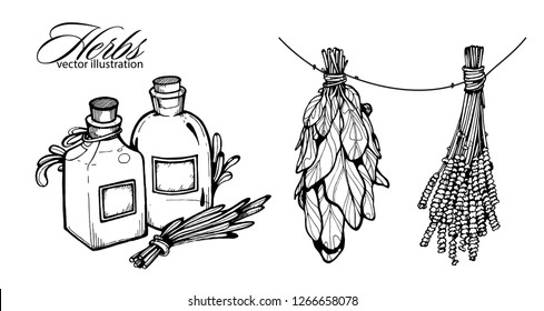 Vector collection of hand drawn herbs.  Vintage medicinal herbs sketch set.Botanical plant illustration.